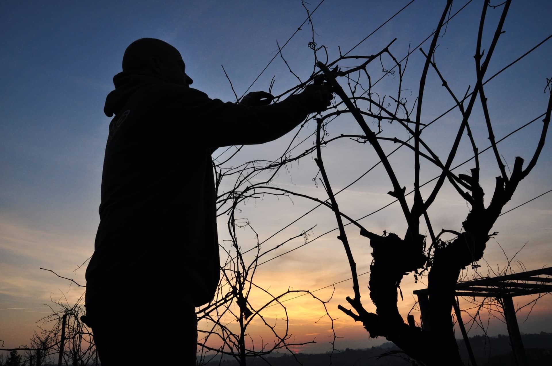 Potatura delle viti al tramonto sulle colline di Collalbrigo
