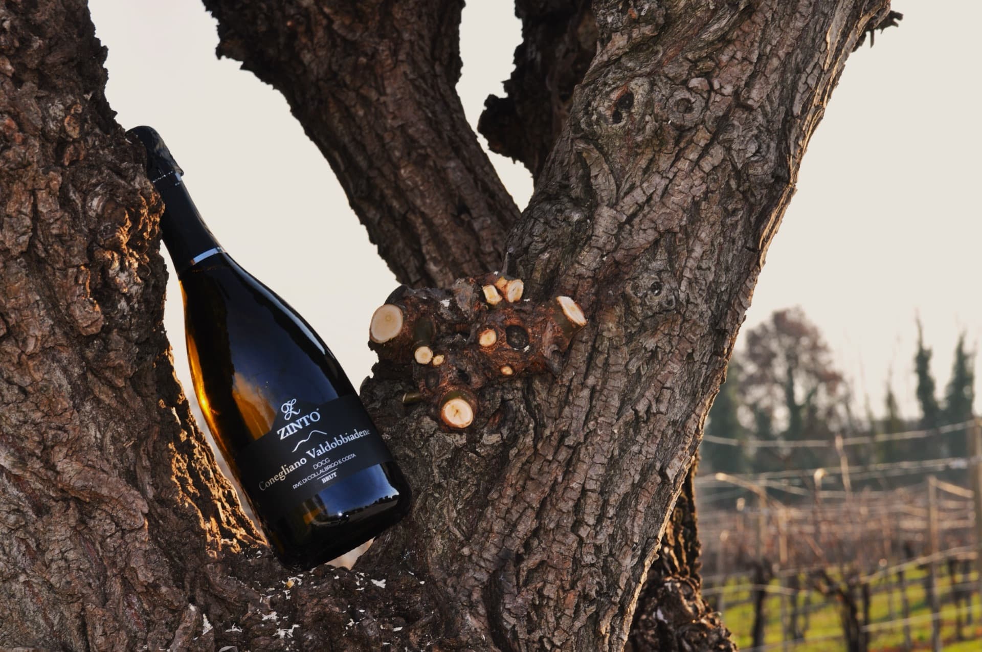 Bottiglia di Prosecco Zinto tra i vigneti in inverno