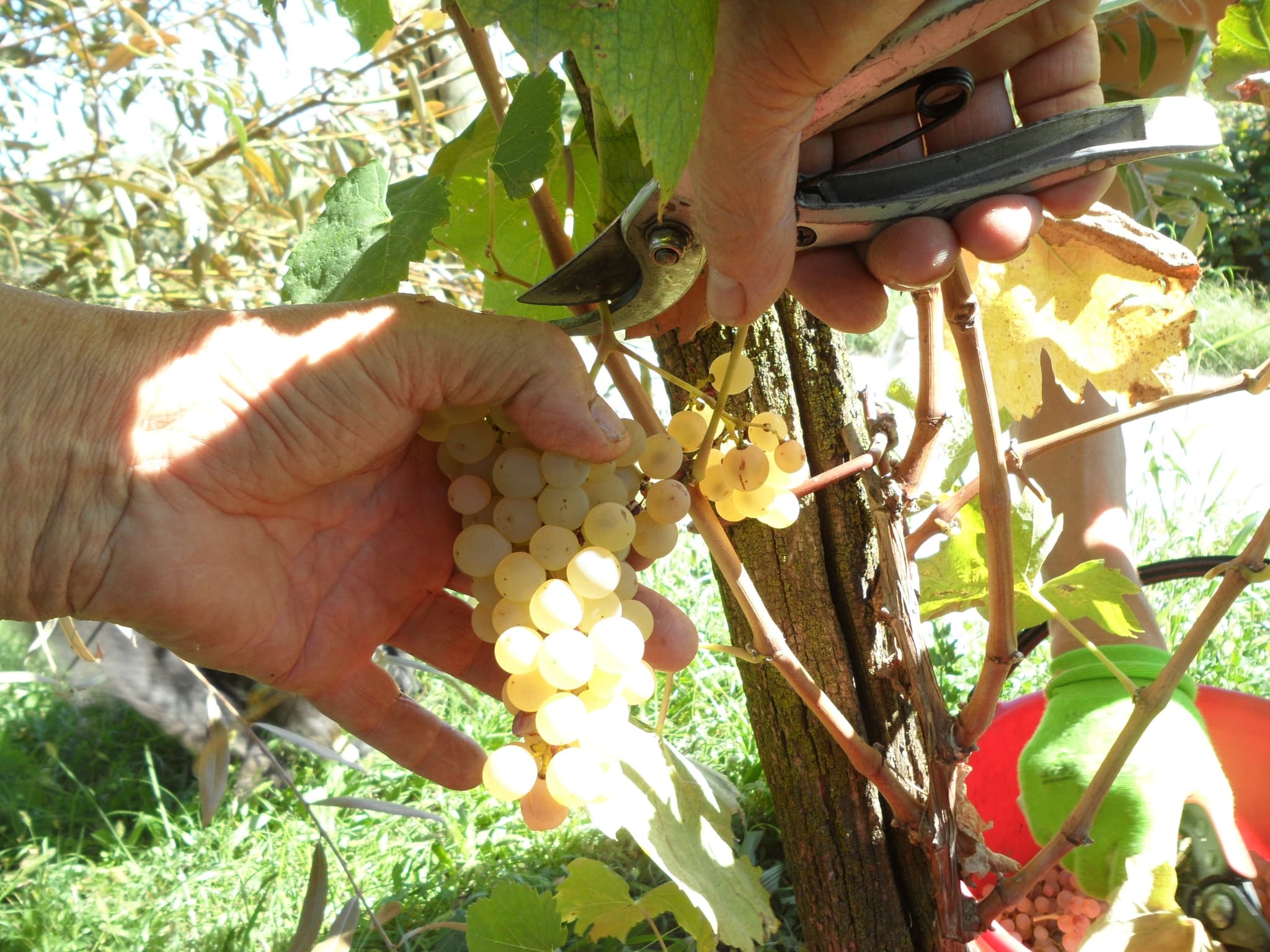 Vendemmia manuale delle uve Glera nella cantina Zinto a Collalbrigo